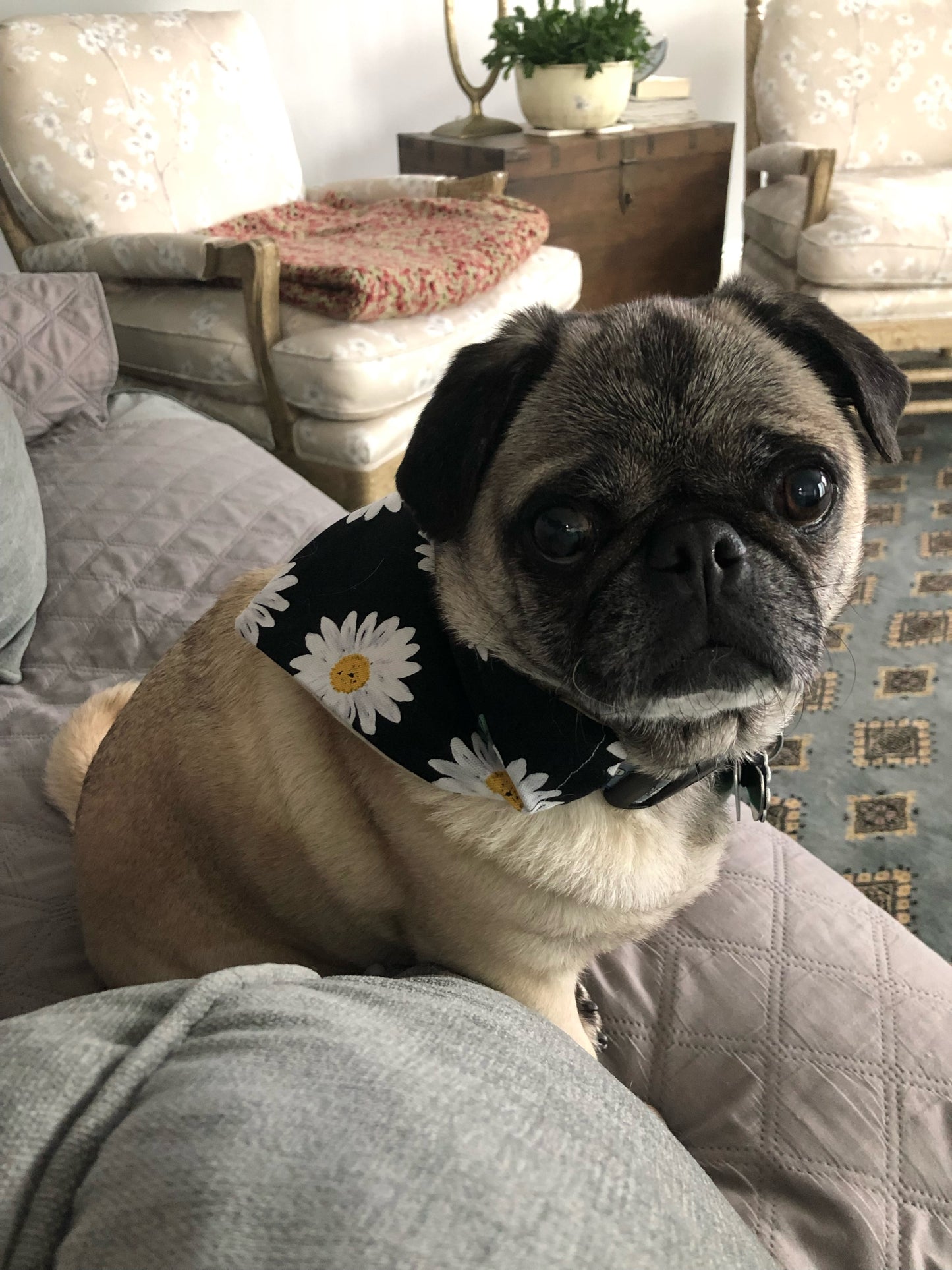 Darling Dancing Daisies Bandana