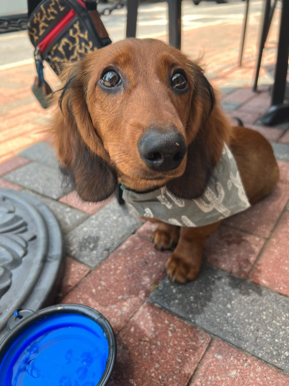 Crazy Cute Cactus Bandana