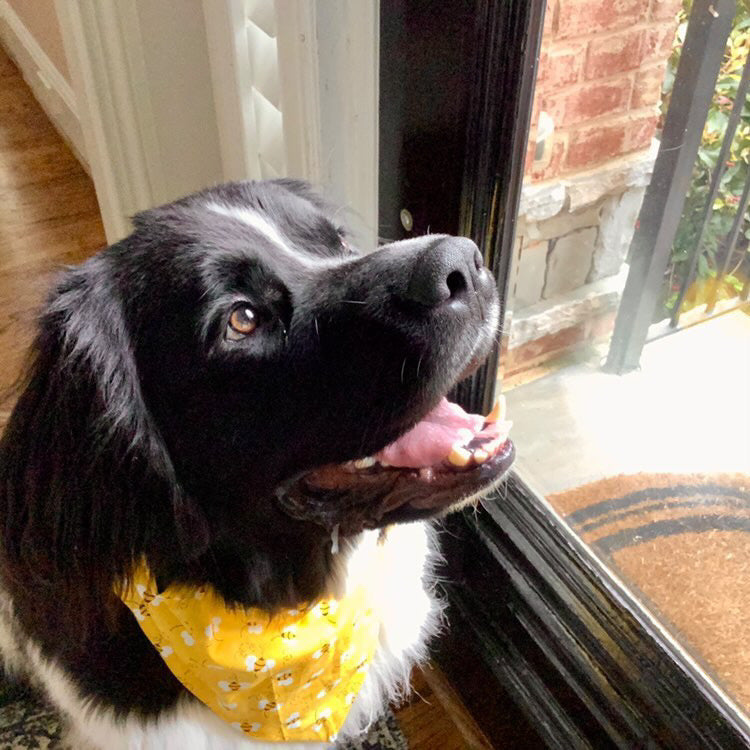 Busy Bumble Bees Bandana