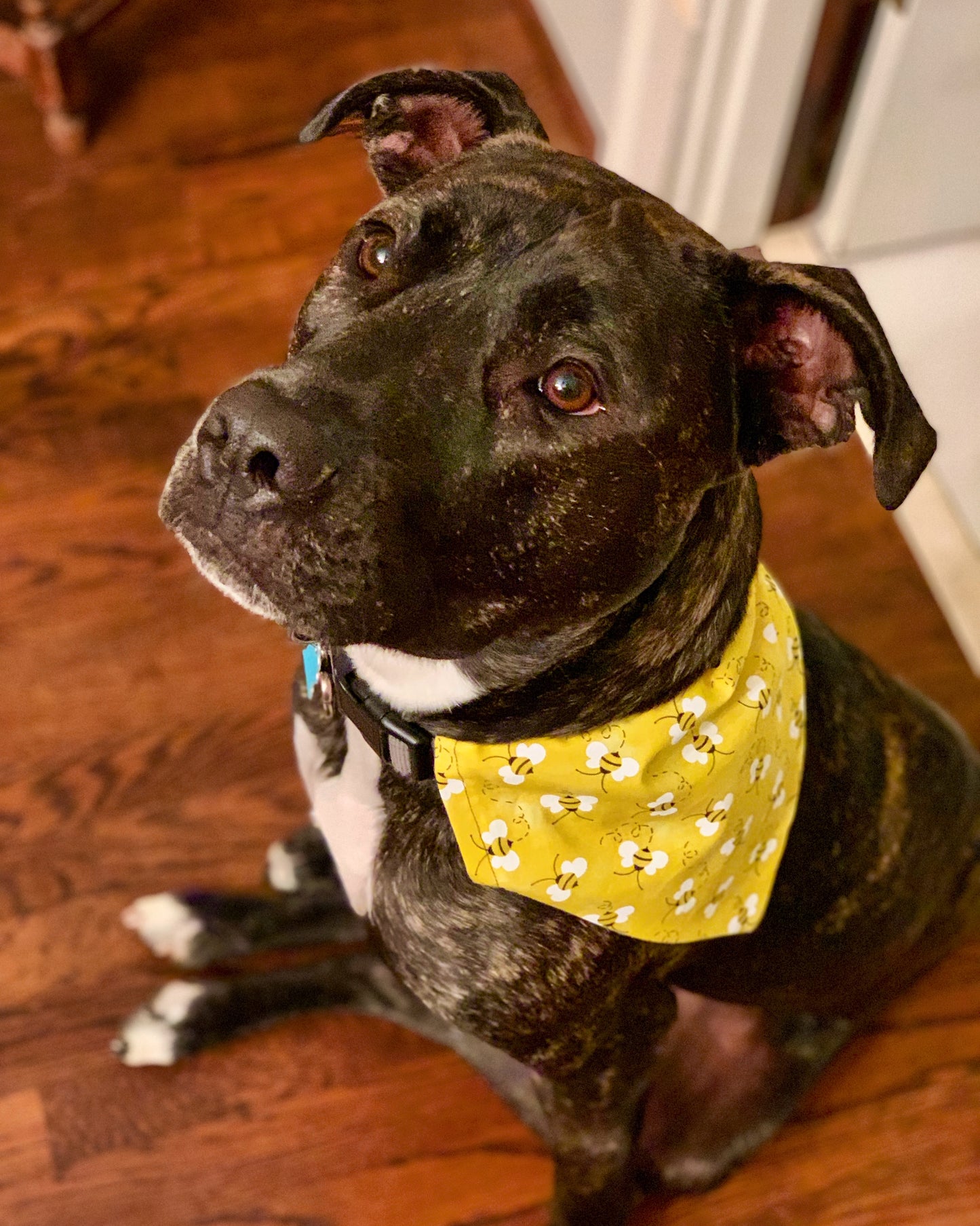 Busy Bumble Bees Bandana